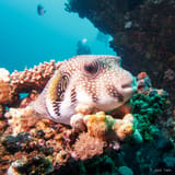 Puffer