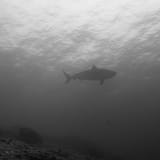Shark in the blue