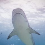 From below