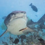 Remora riding