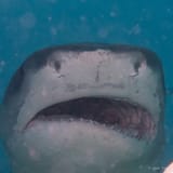 Open wide