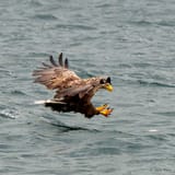 The catch