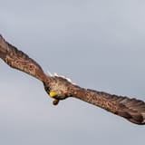 Wingspan