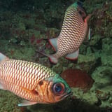 Soldierfish