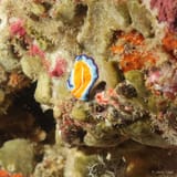 Flatworm