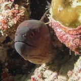 Giant moray