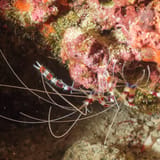 Banded coral shrimp