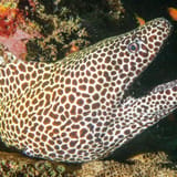 Honeycomb moray