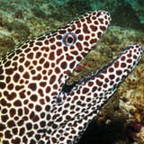 Honeycomb moray, close up