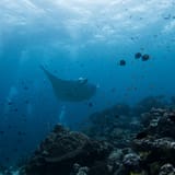 Manta over the reef