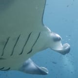 Gill slits