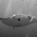Manta overhead