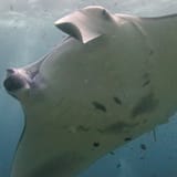 Manta belly