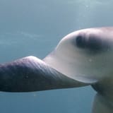 Cephalic fin