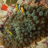 Anemonefish