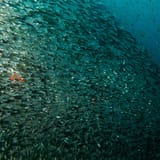 Glassfish curtain