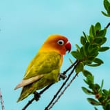 Lovebird