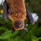 Fruit bat