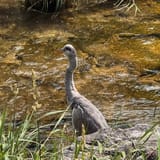 Grey heron