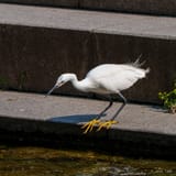 Little egret