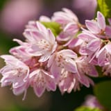 Deutzia