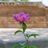 Peony by the wall