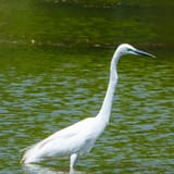 Great egret