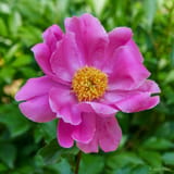 Peony