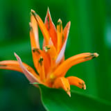 Heliconia