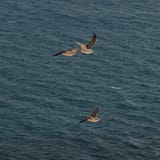 Gulls