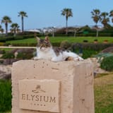 Hotel cat