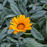 Gazania