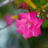 Oleander