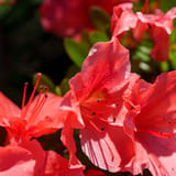 Azaleas