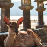 Resting deer