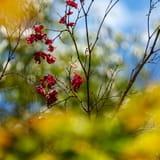 Spring branches