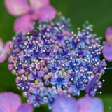 Hydrangea
