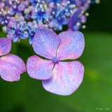 Hydrangea, close up