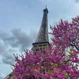 In blossom