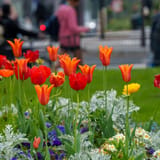 Tulips