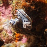 Chromodoris pair