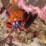 Mantis shrimp on patrol