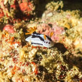 Diana's chromodoris