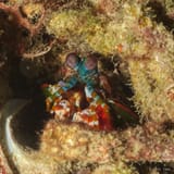Peacock mantis shrimp, at home