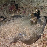 Buried maskray