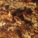 Long-armed octopus