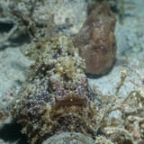 Two frogfish