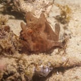Painted frogfish