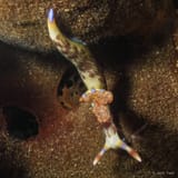 Nembrotha