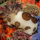 Dark-ringed sponge nudibranch